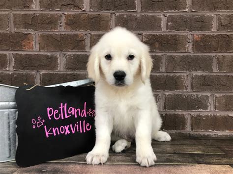 We help homeless and displaced goldens from tennessee, sw virginia, se kentucky, ne alabama relocate to permanent loving homes all over the country. Golden Retriever-DOG-Female-English Cream-2647494-Petland Knoxville