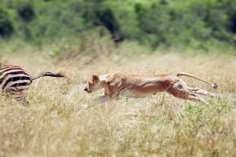 African Lioness Chasing A Zebra Photograph By John Devriesscience