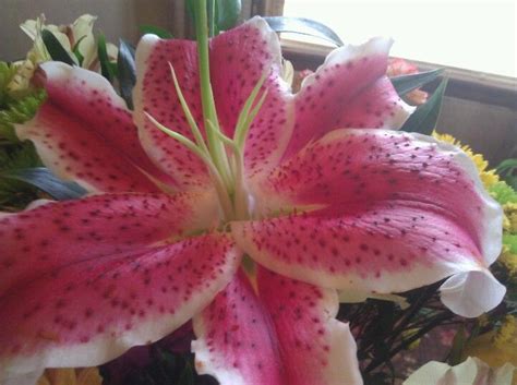 Remember this first date rule: Flower from first date | Stargazer lily, Pink lily, Flowers