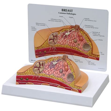 Breast Cross Section Model Female Breast Profile Structure Anatomical