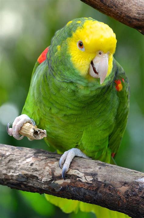 Yellow Headed Amazon Parrot Working Out Photograph By Richard Bryce And
