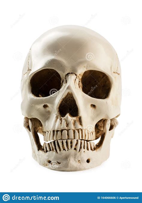 Front Side View Of Human Skull Isolated Stock Photo - Image of ...