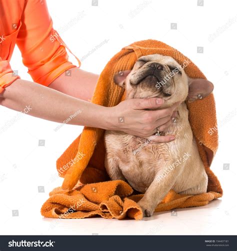 Drying French Bulldog Off With A Towel After Bath Stock