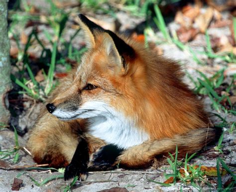Red Fox Maryland