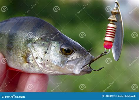 Fish On A Hook Stock Photo Image Of Nature Fishing 10204872