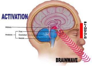 Secara garis besar, bagian utama dari otak terdiri dari belahan (kiri & kanan) dari korteks serebral. Otak Kanan dan Otak Kiri, Apa Bedanya? - Tribunnews.com