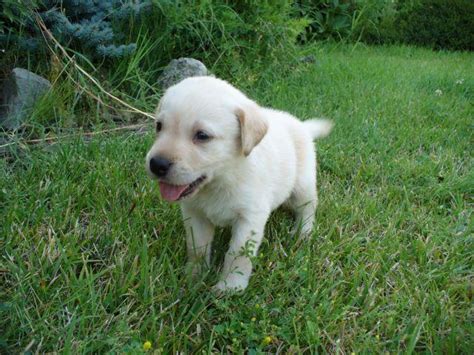 Billy Il Grande Cane Bianco Curiosità Prezzo Allevamenti E Cuccioli