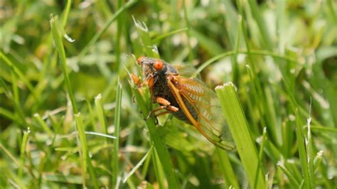 Cicadas have sometimes been described as beetles with wings sticking out. Cicadas emerge after 17 years underground | cbs8.com