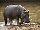 Hippopotamus / Masai Mara / Kenya / Africa wallpapers and images ...