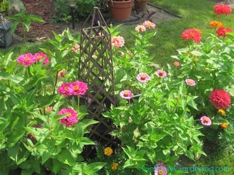 5 Easy Annuals To Grow From Seed