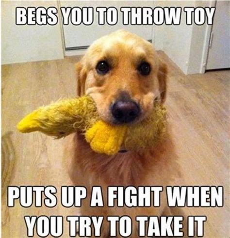 Dog With Toy Funny Dog Memes Funny Dog Pictures Dog Logic