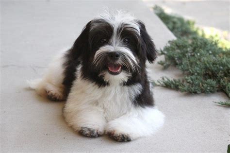 Havanese Puppy "Bronson" | Havanese dogs, Havanese puppies ...