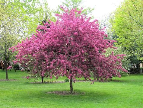 Crabapples are hardy, tough trees that flower reliably each spring with an amazing show of color. Crabapple Fertilizer Needs - How Much Should You Be ...