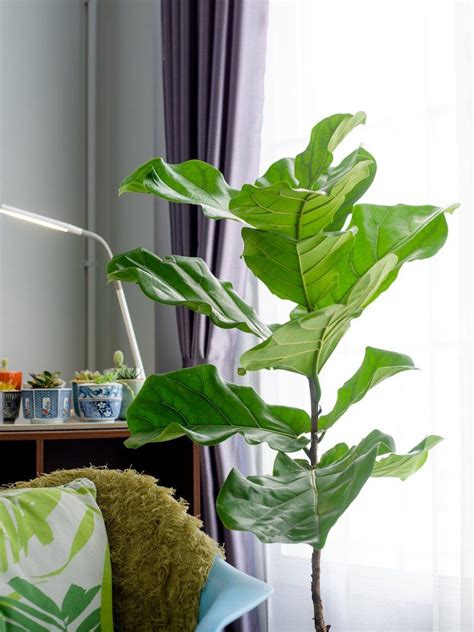 20 Huge Houseplants That Make A Statement Living Room Plants Fiddle