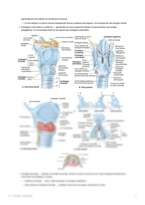 SOLUTION Anatomia Da Laringe E Traqueia Studypool