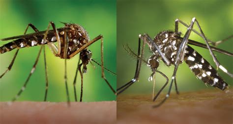 Scientists Wrestle With Possibility Of Second Zika Spreading Mosquito