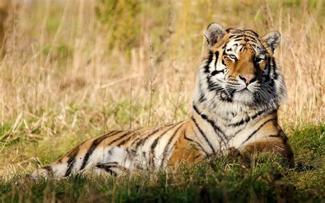 Wildlife Photography Of Tiger During Daytime Hd Wallpaper Wallpaper Flare