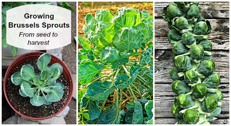 Growing Brussels Sprouts A Seed To Harvest Guide