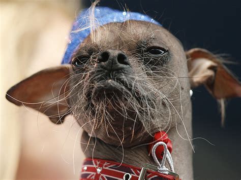 Worlds Ugliest Dog The Evolution Of Muglys Frightful Features
