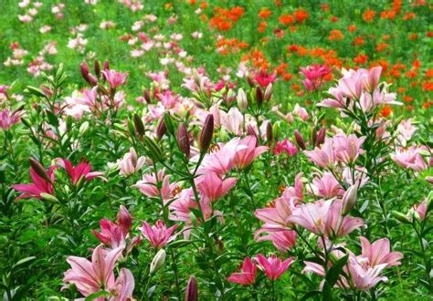 Die großblütigen lilien gehören zu den schönsten zwiebelblumen im garten. Lilien im Garten sorgen für herrliche Blütenpracht