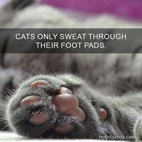 10 Amazing Cat Facts That You Probably Didnt Know Funny Cats And Kittens