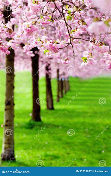 Flowering Cherry Sakura Trees Stock Image Image Of Blossom Flower