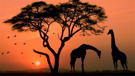 African Sunset Twilight Tree Red Sky Savannah Animals Birds Giraffe ...