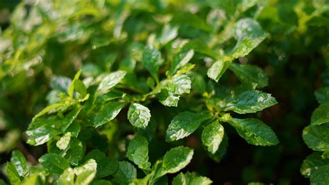 Wallpaper Plants Green Leaves After Rain Water Drops