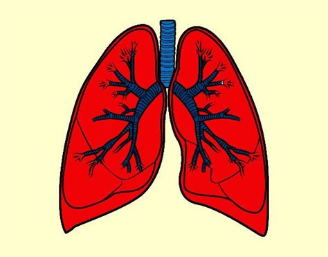 Tienes muchos de dibujos para escoger encuentra el que mas te gusta. Resultado de imagen para los pulmones para dibujar ...