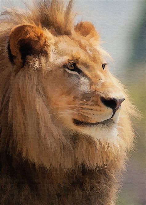 Majestic Lion Digital Art By Sharon Foster