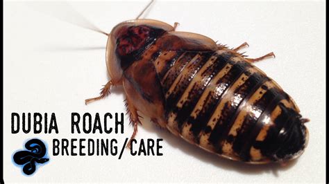 dubia roach breeding care guide youtube