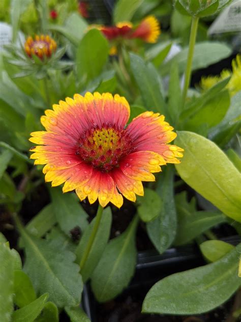 One To Grow On Native Perennials For Lasting Beauty