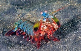 Peacock Mantis Shrimp - Oceana