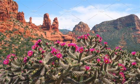 Sedona Landscape With Cactus Flowers Nature Photos Creative Market