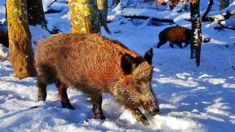 Suchen nach dem besten hintergrundbild? Hintergrundbilder Winter Tiere Wildschwein