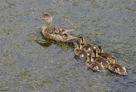 Baby Teal Ducks