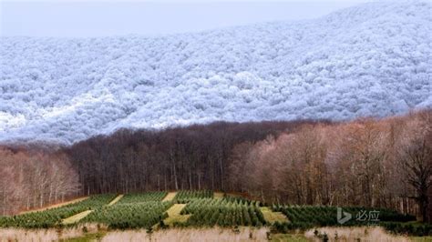 North Carolina Winter Forest Bing Desktop Wallpaper2015