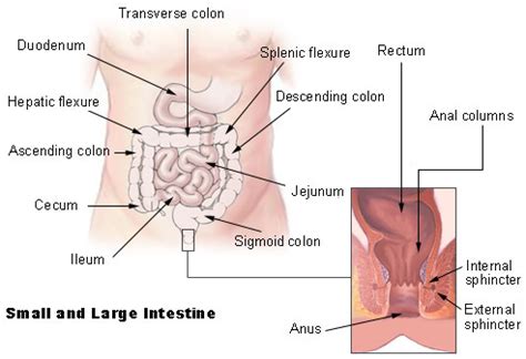 The small intestine is a tube that is connected to the large intestine on one end and the stomach on the other end. NIH study finds sigmoidoscopy reduces colorectal cancer ...