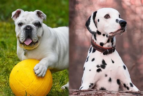 Bullmatian Bulldog And Dalmatian Mix Info Pictures Care And More Pet