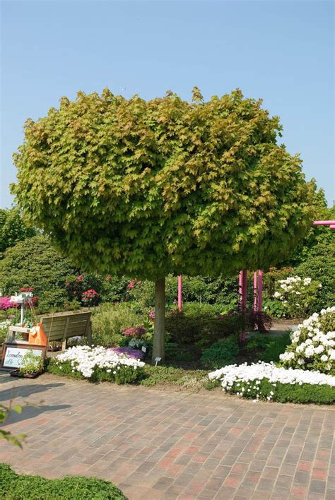 Ahornblättrige platane (platanus × acerifolia) © hvpm dev / stock.adobe.com 4 schattenspendende Baumarten für kleine Gärten | Bäume ...