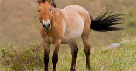 przewalski horse  biggest animals kingdom