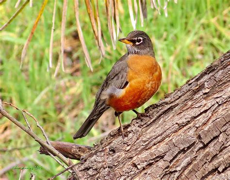 American Robin On The Log Photo And Wallpaper All American Robin On