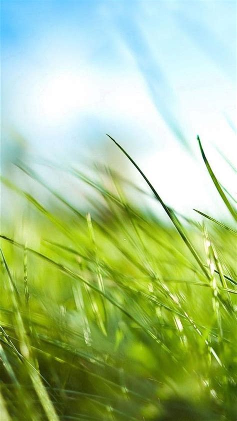 Best Iphone Wallpapers Hd Photo Best Iphone Wallpapers Grass