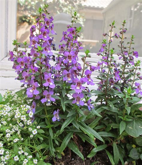 Andies Way Angelonia A Favorite For Windowboxes