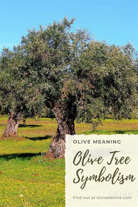 Olive Tree Bible Annette Lamb