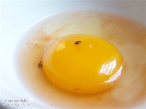 Why Are There Blood Spots In Fresh Eggs Fresh Eggs Daily With Lisa