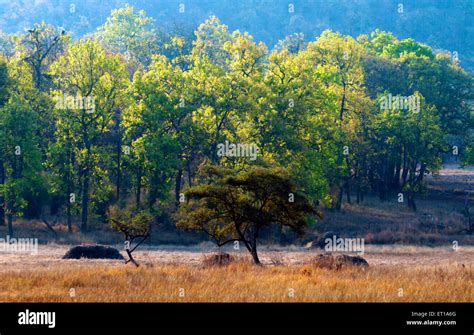 Madhya Pradesh Nature Hi Res Stock Photography And Images Alamy
