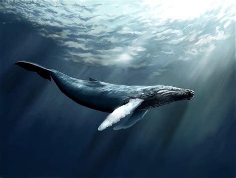 Ocean Whale Wallpapers Top Free Ocean Whale Backgrounds Wallpaperaccess