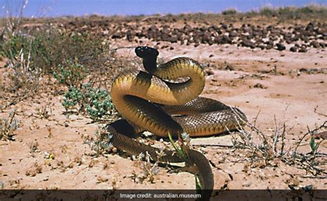 The Worlds Most Poisonous Snake Is Inland Taipan Its Single Bite