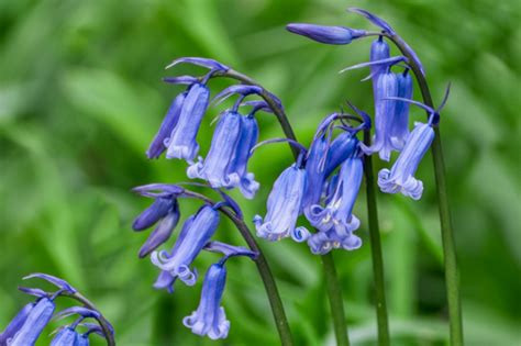 How To Grow And Care For English Bluebells